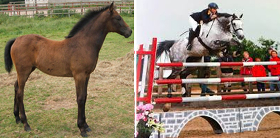Yearling Showjumping Horses For Sale